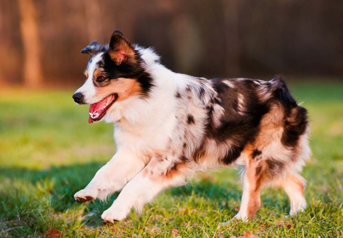 Miniature American Shepherd photo 1