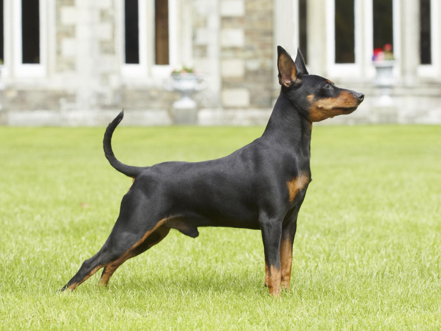 Miniature Pinscher