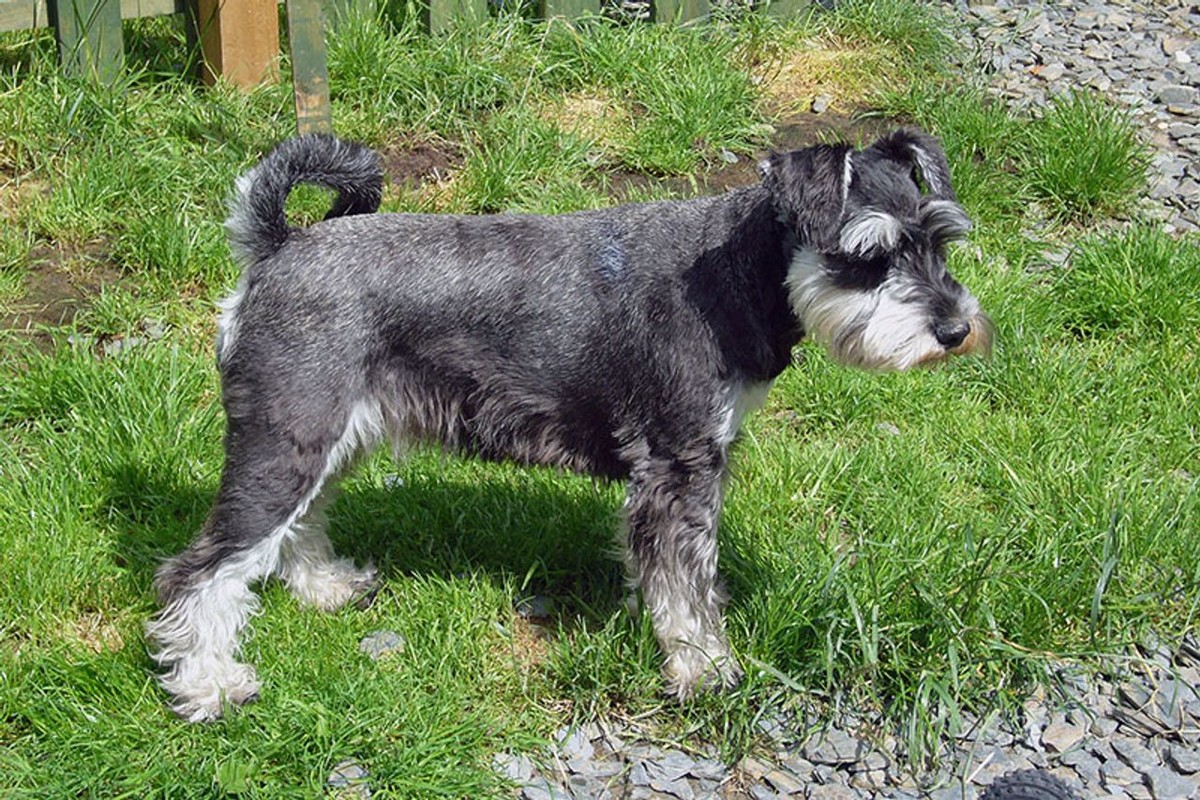 Miniature Schnauzer photo 1