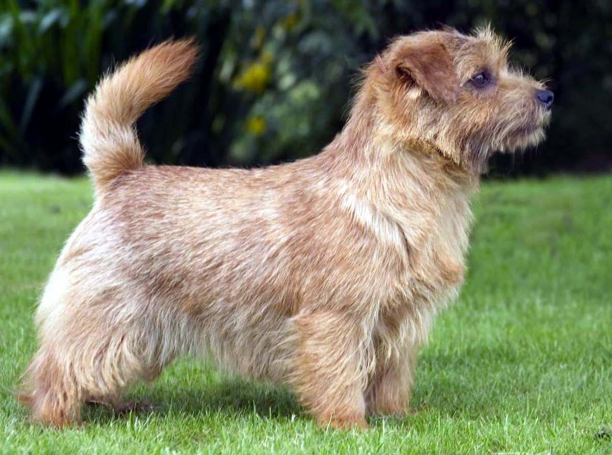 Norfolk Terrier photo 1