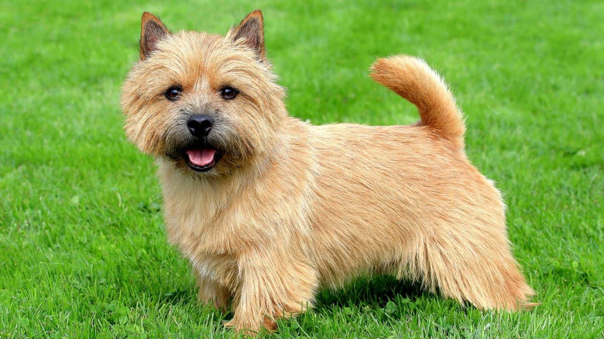 Norwich Terrier photo 1