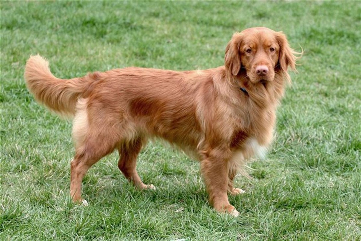 Nova Scotia Duck Tolling Retriever photo 1