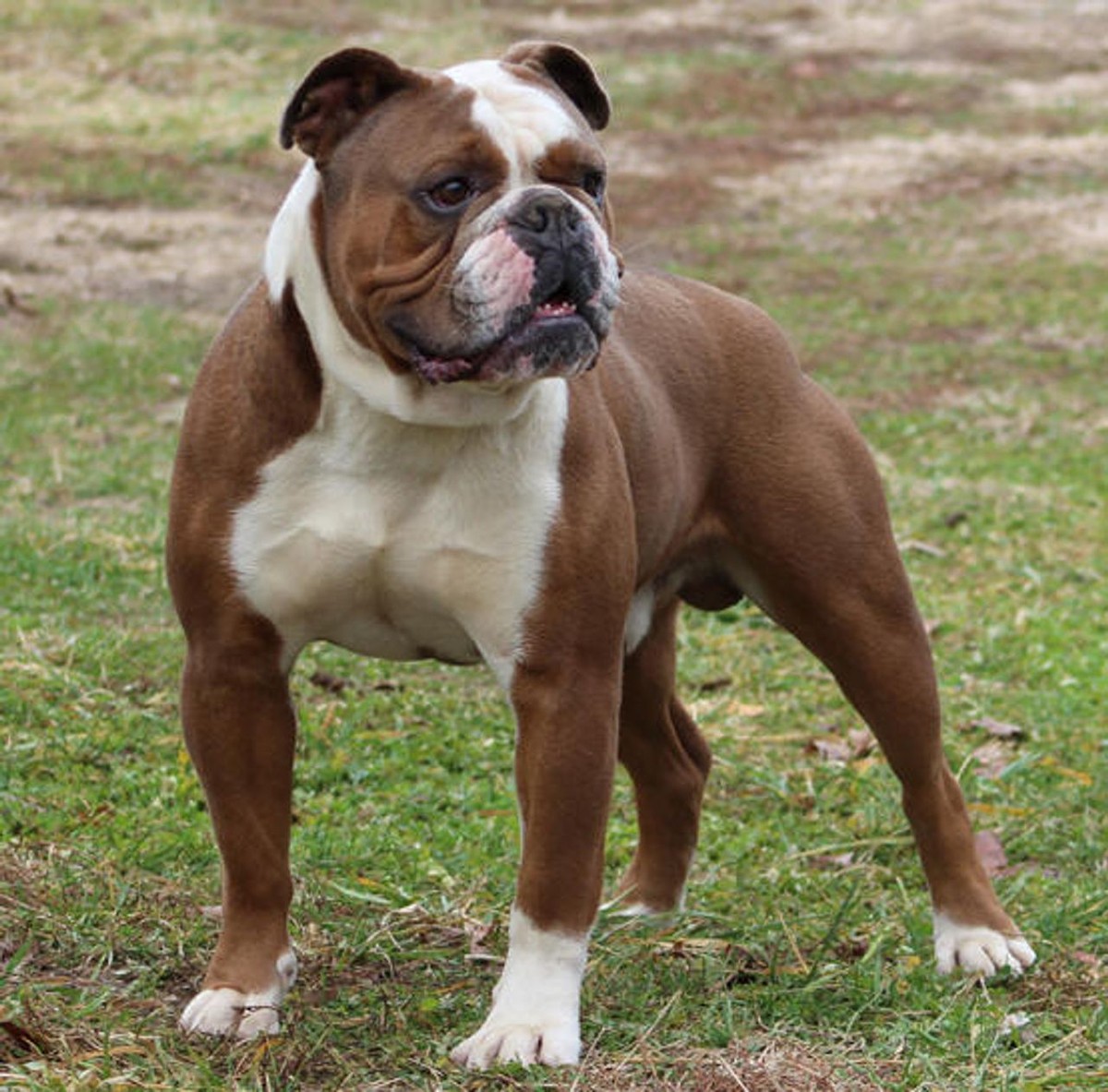 Olde English Bulldogge photo 1