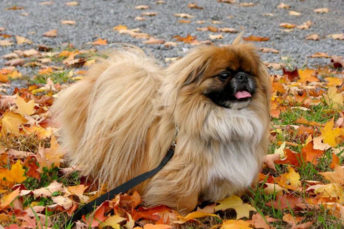 Pekingese photo 1