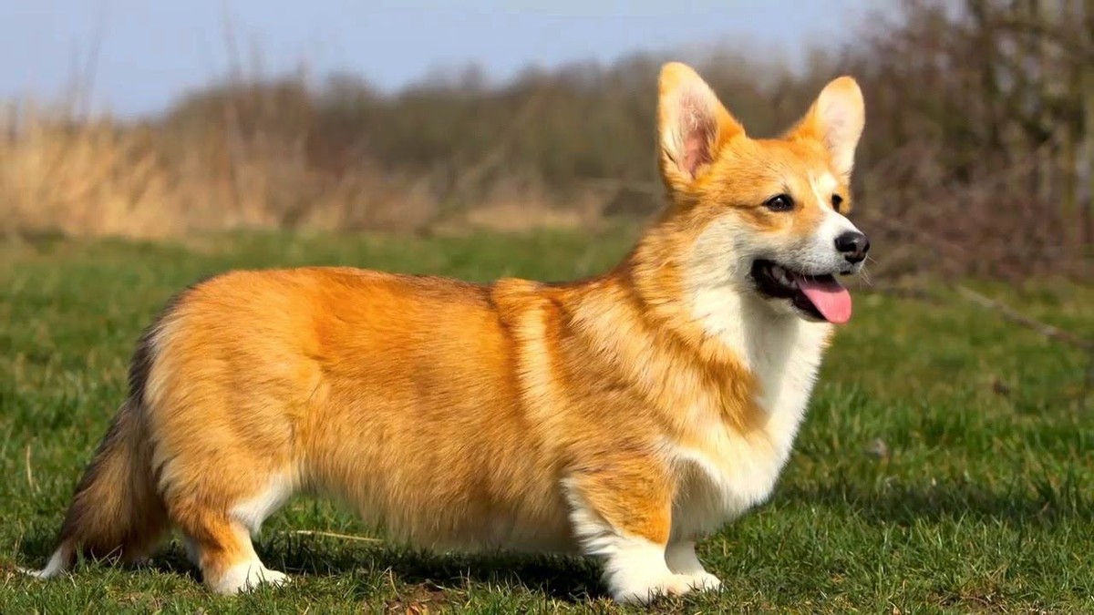 Pembroke Welsh Corgi photo 1
