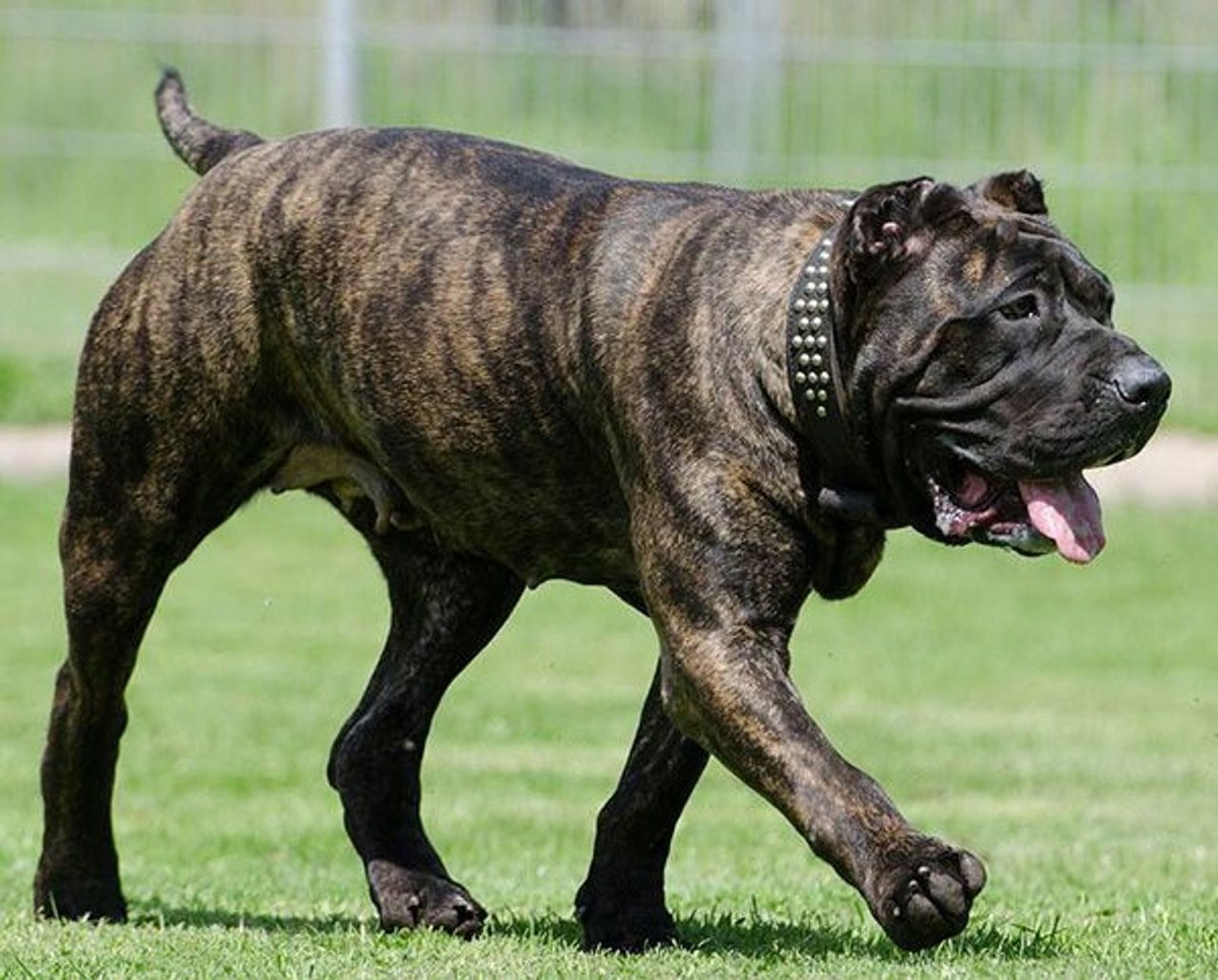Perro de Presa Canario photo 1