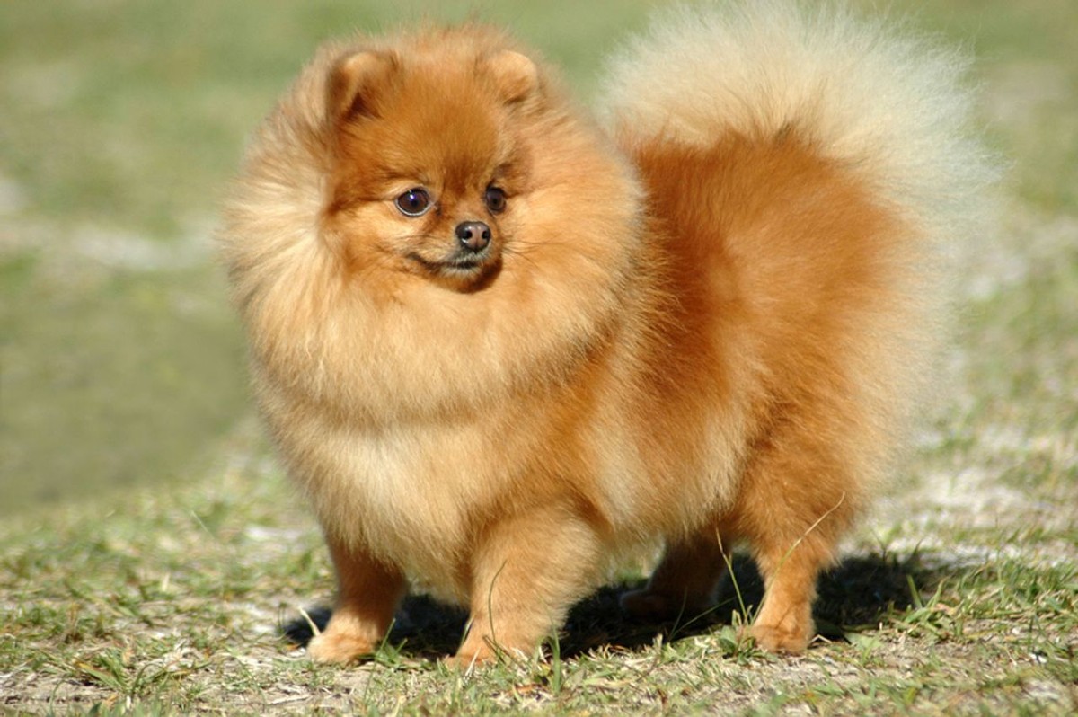 Pomeranian photo 1