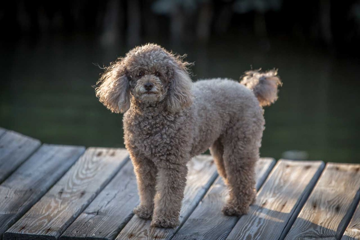 Poodle (Miniature) photo 1