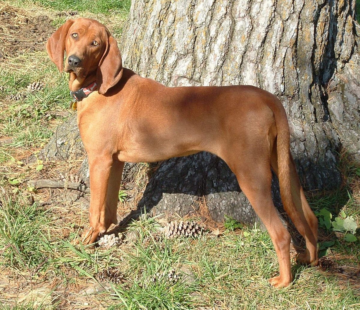 Redbone Coonhound photo 1
