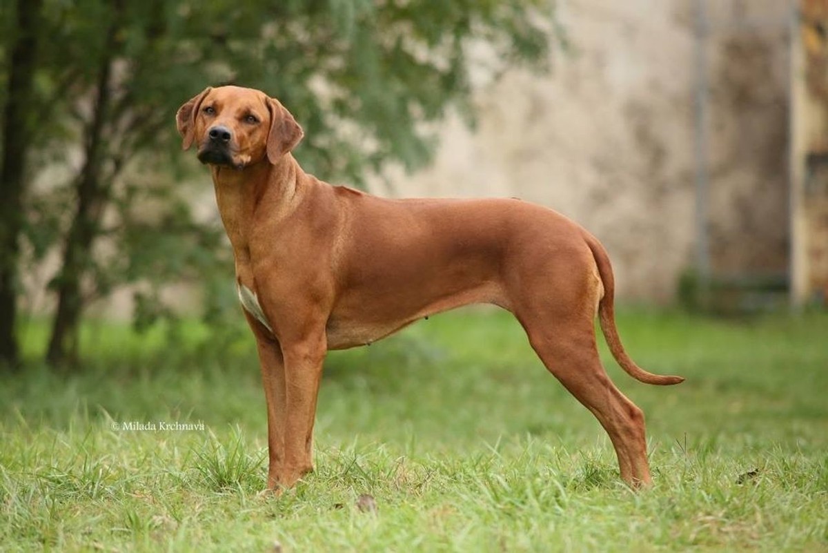 Rhodesian Ridgeback photo 1