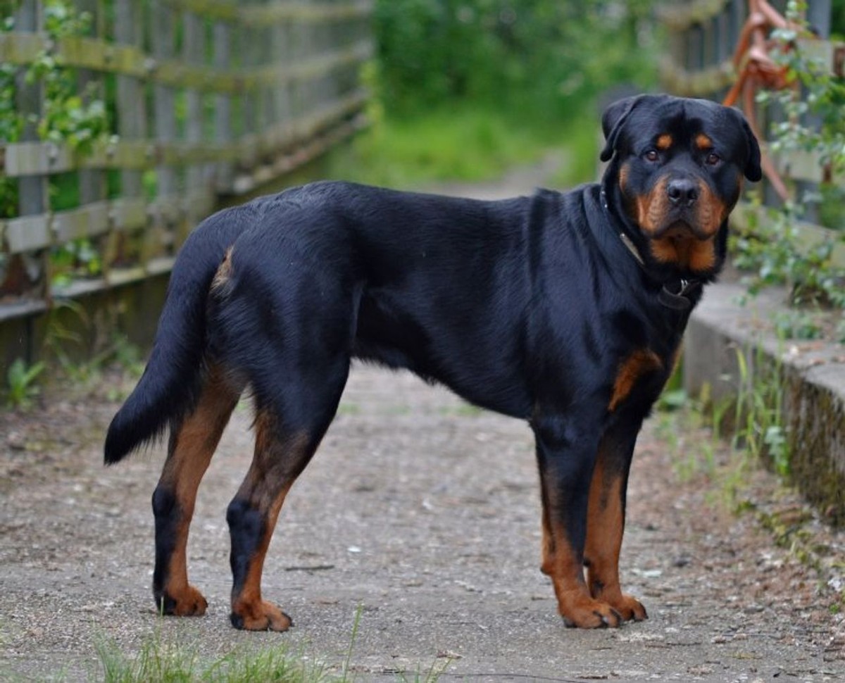 Rottweiler photo 1
