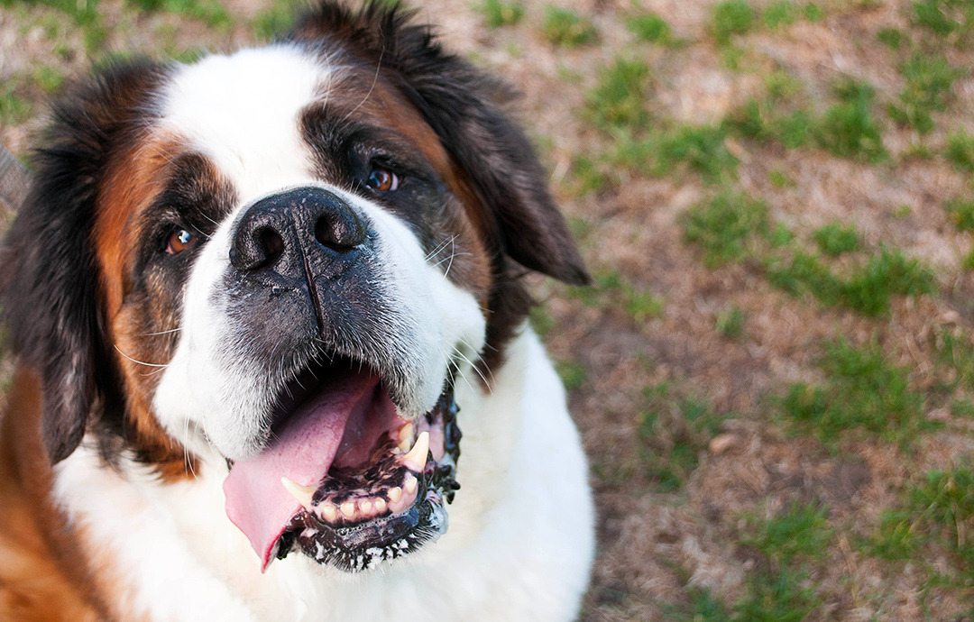 Saint Bernard photo 1