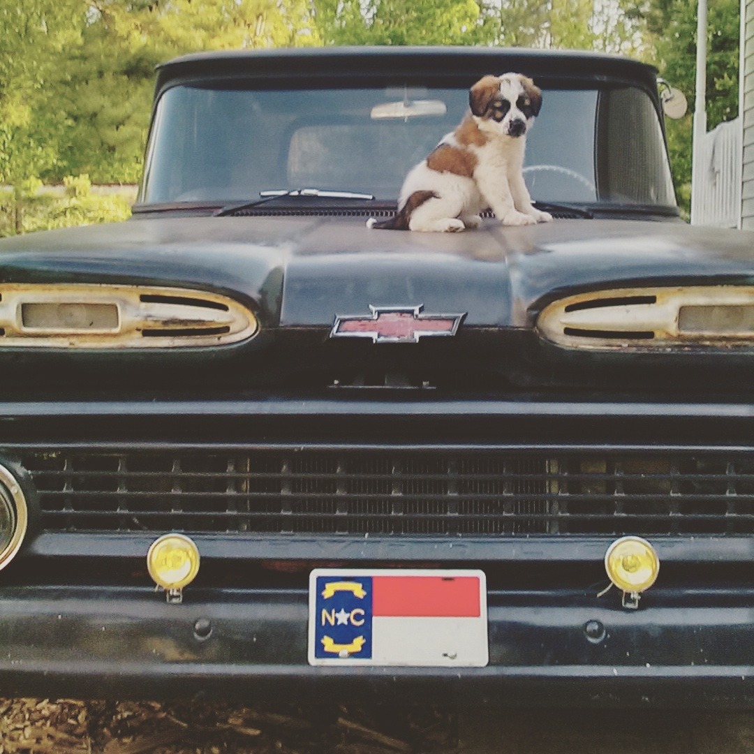 Saint Bernard photo 2