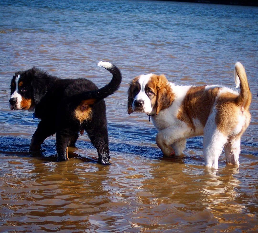 Saint Bernard photo 3