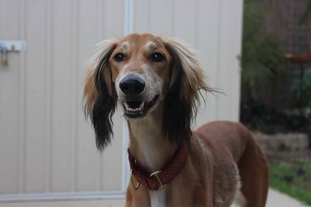 Saluki photo 2