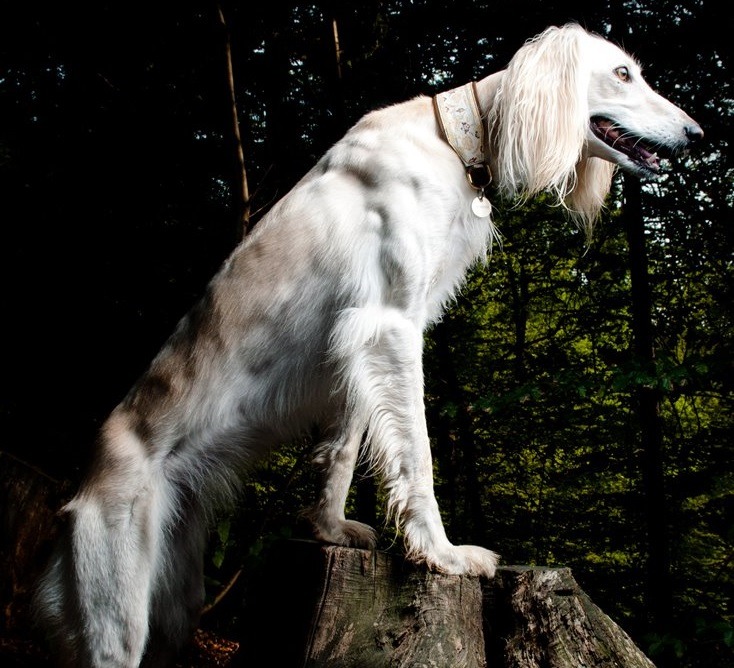Saluki photo 3