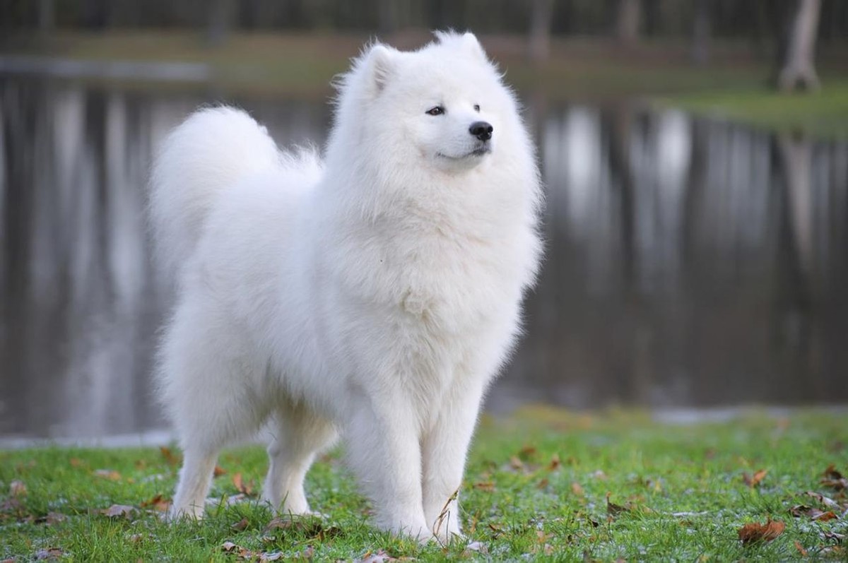 Samoyed photo 1