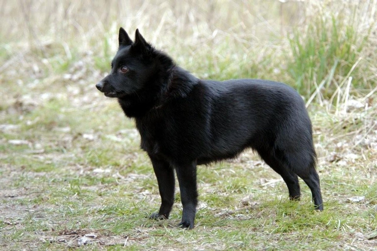 Schipperke photo 1