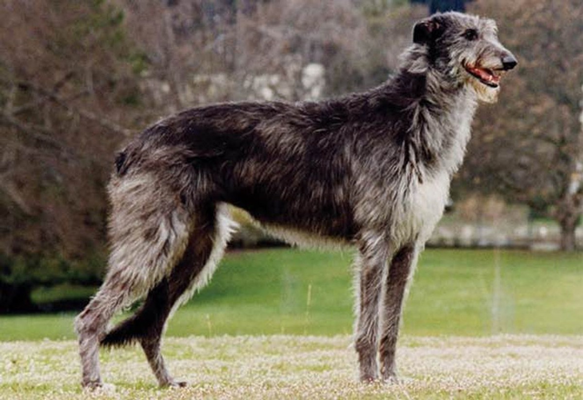 Scottish Deerhound photo 1