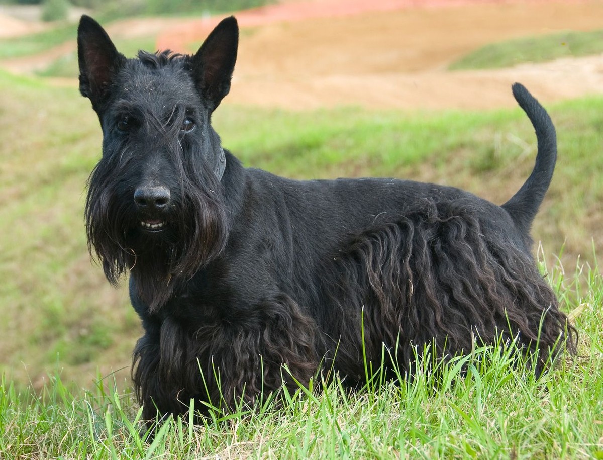 Scottish Terrier photo 1