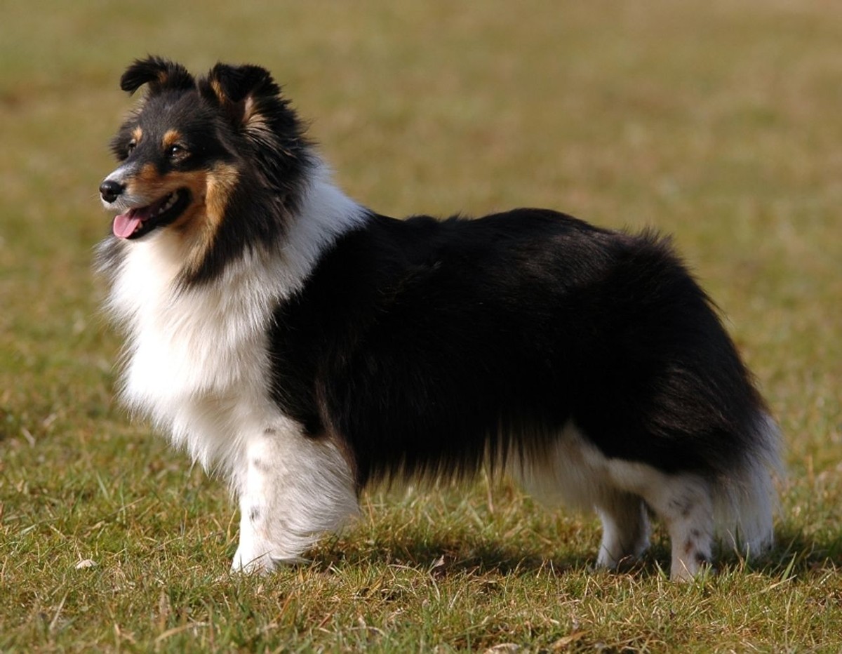 Shetland Sheepdog photo 1