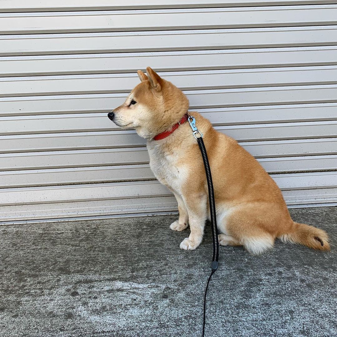 Shiba Inu photo 2
