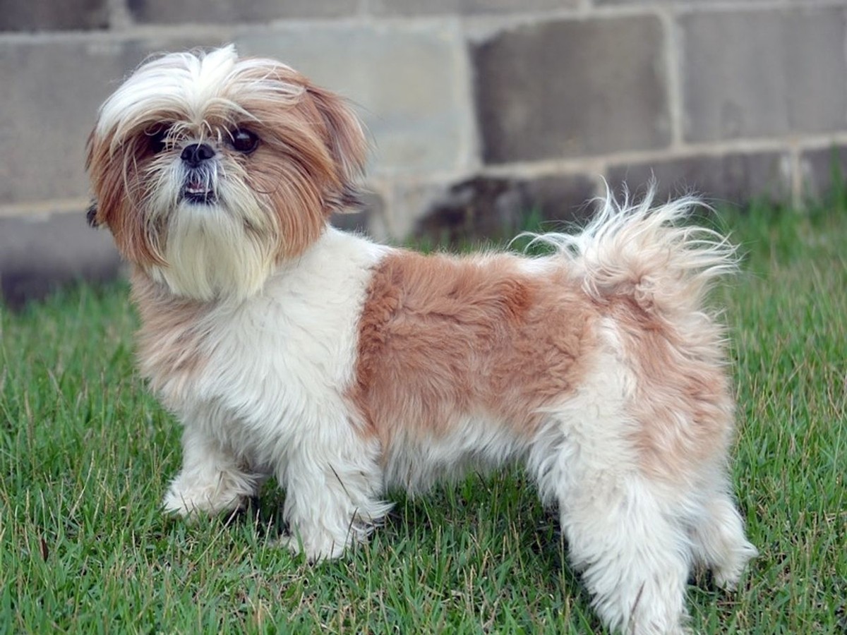 Shih Tzu photo 1