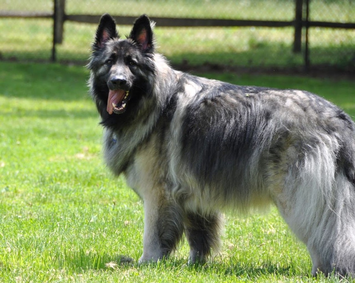 Shiloh Shepherd photo 1