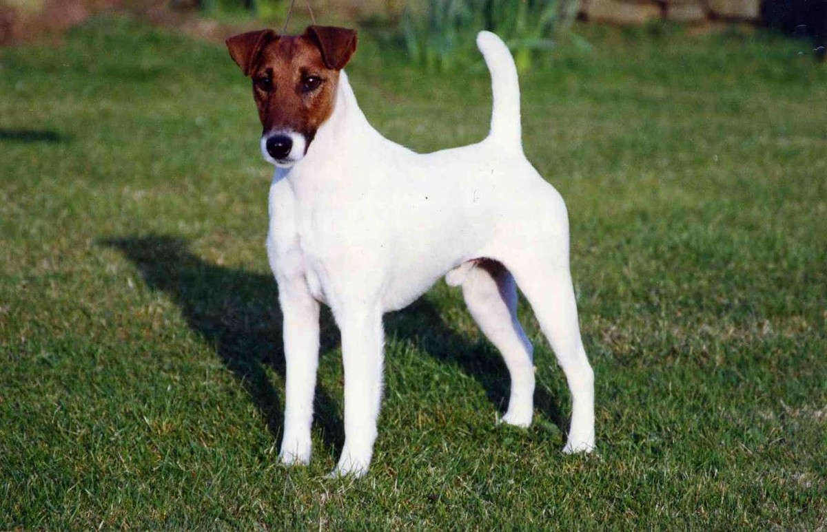 Smooth Fox Terrier photo 1
