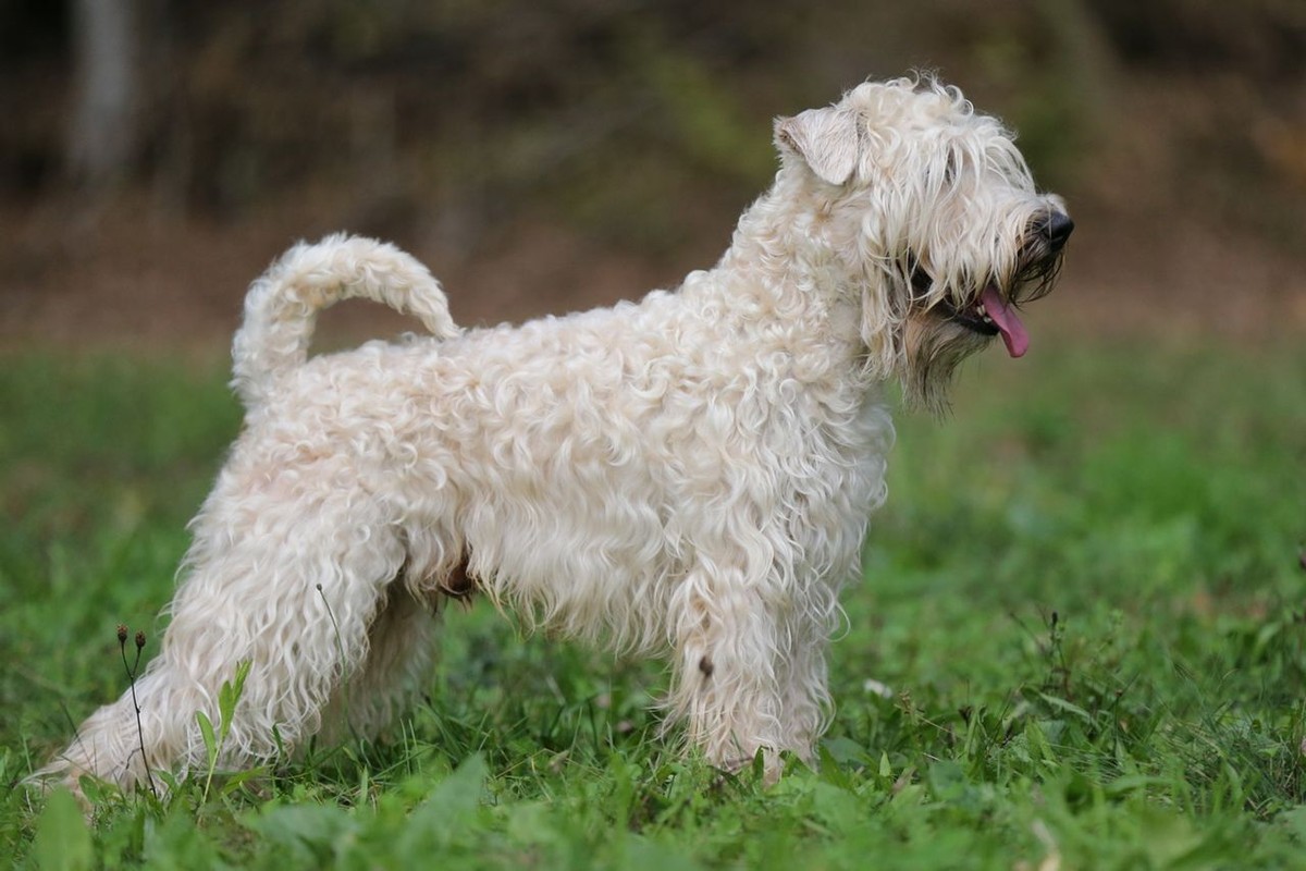 Soft Coated Wheaten Terrier photo 1