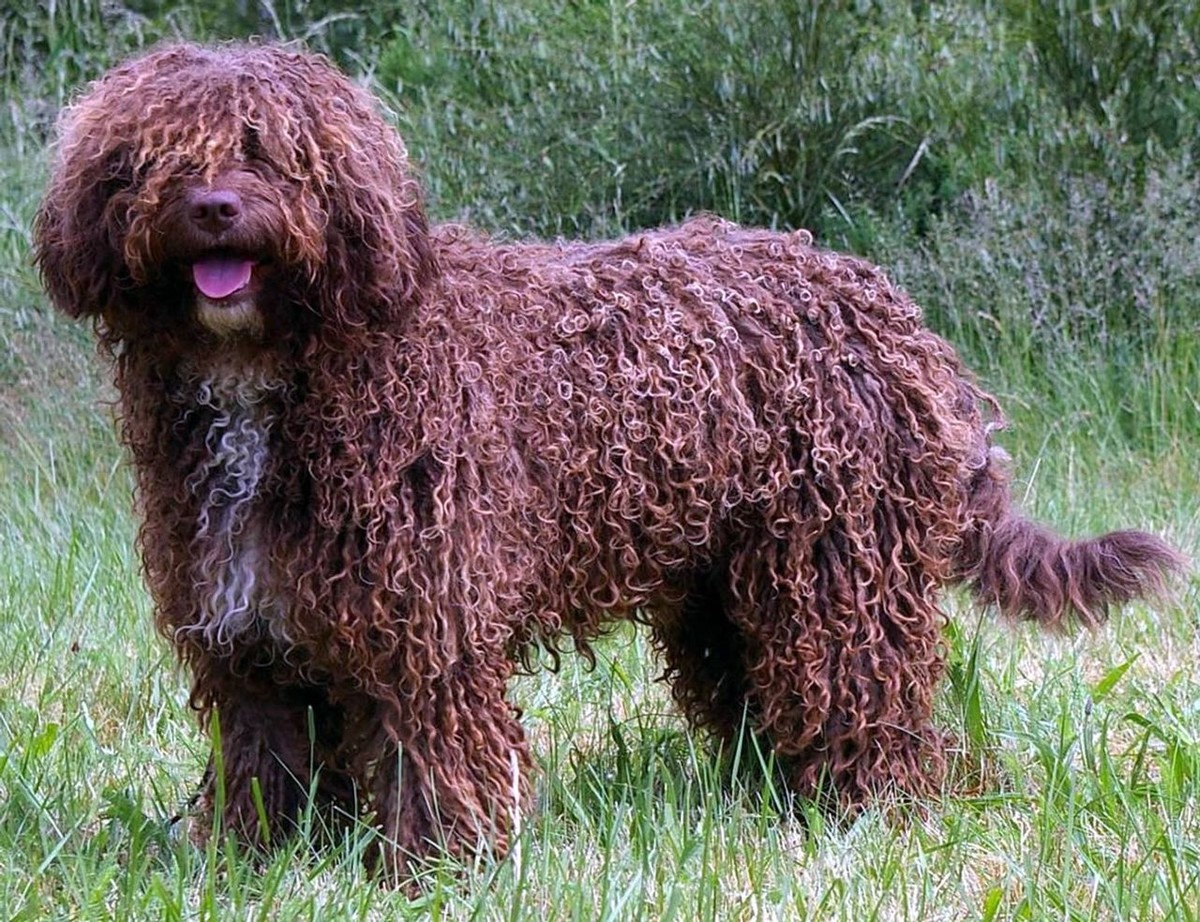 Spanish Water Dog photo 1