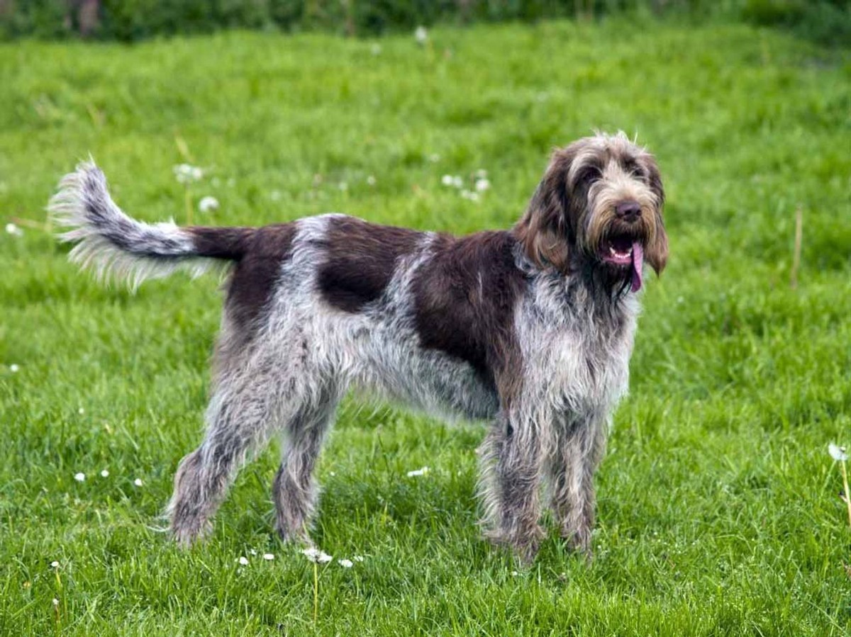 Spinone Italiano photo 1