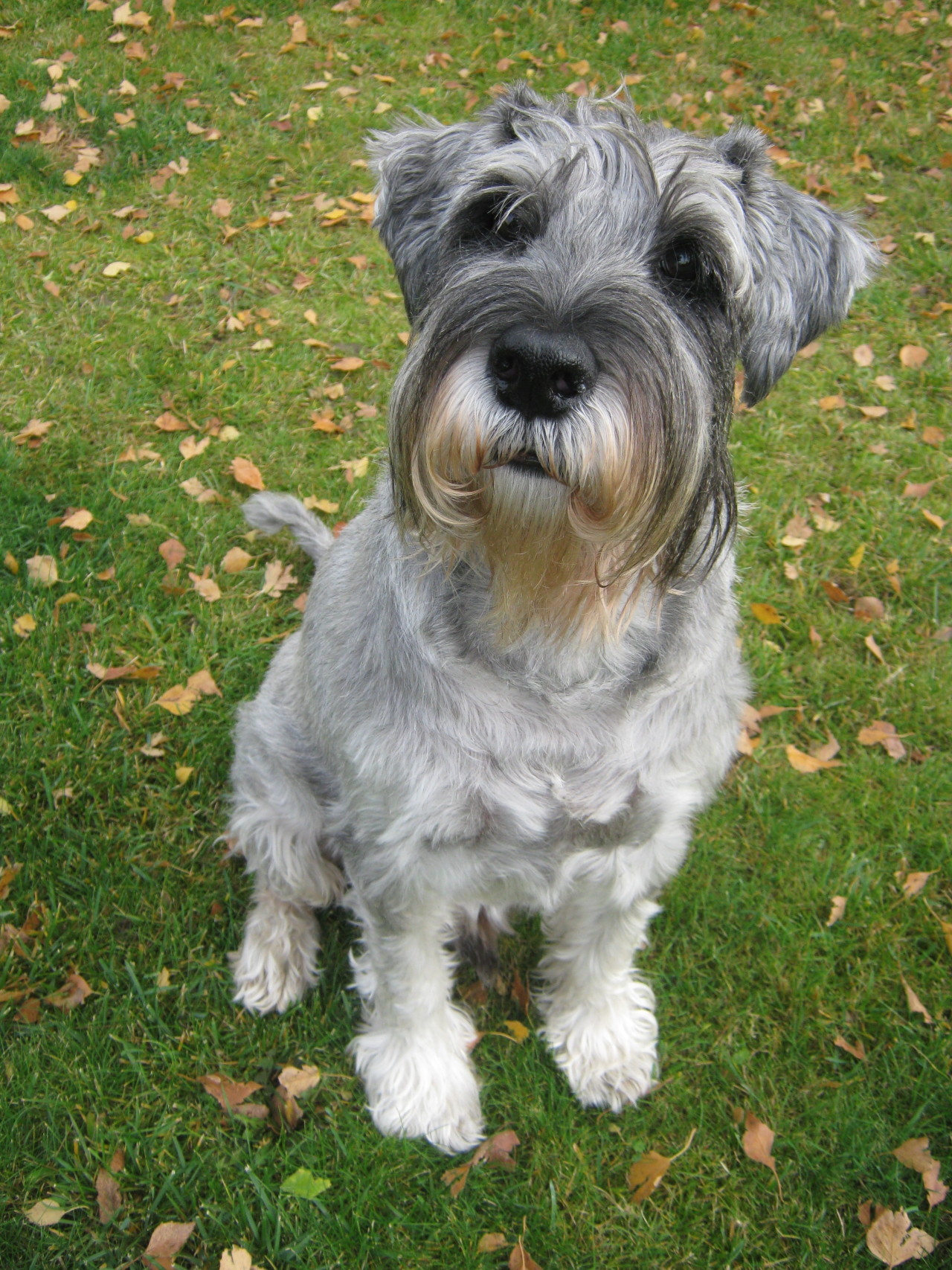 Standard Schnauzer photo 1