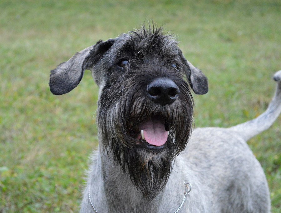 Standard Schnauzer photo 2