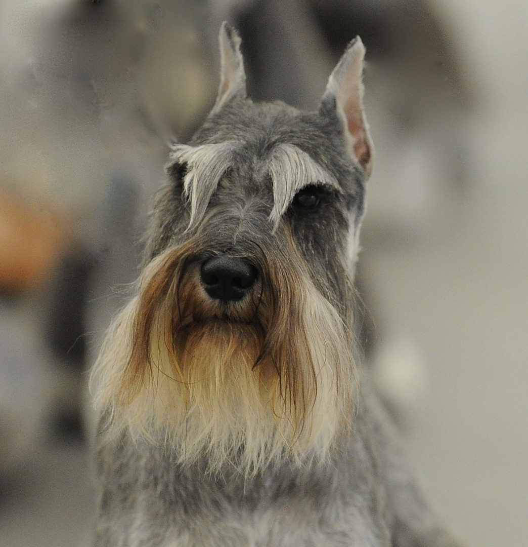 Standard Schnauzer photo 3