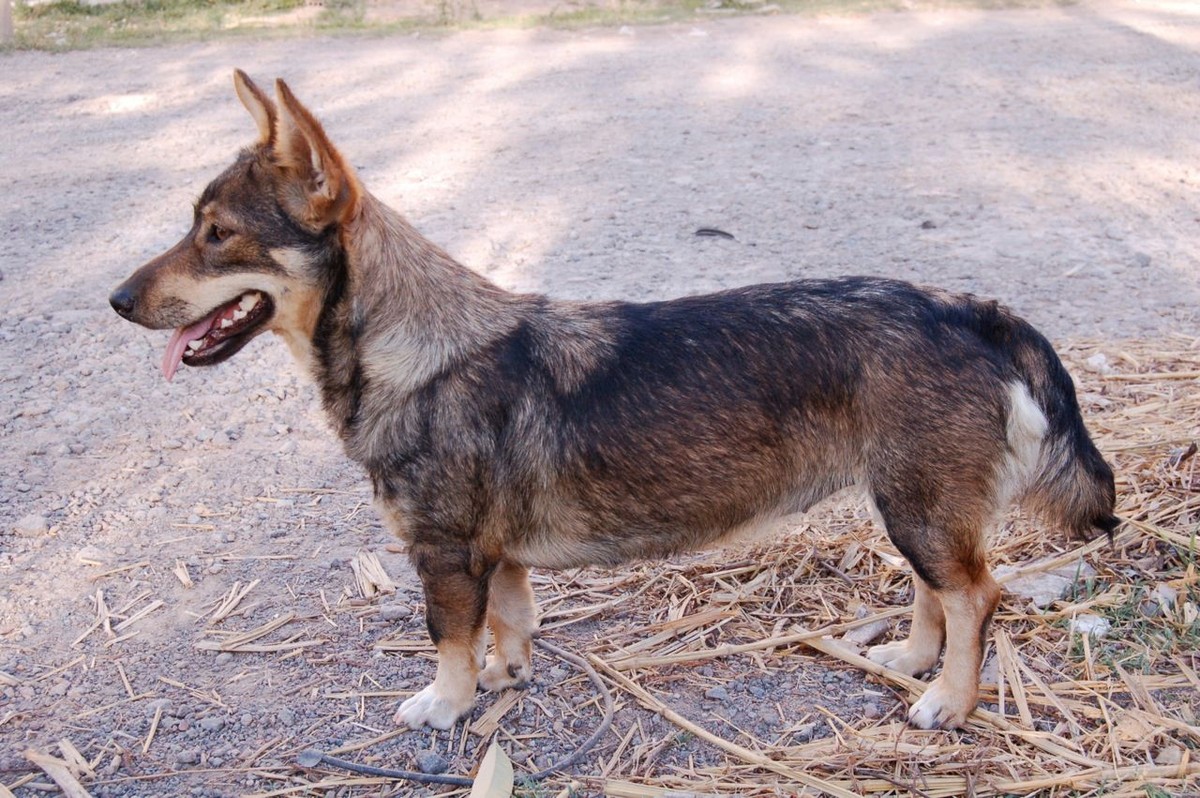 Swedish Vallhund photo 1