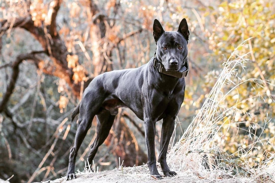 Thai Ridgeback photo 3
