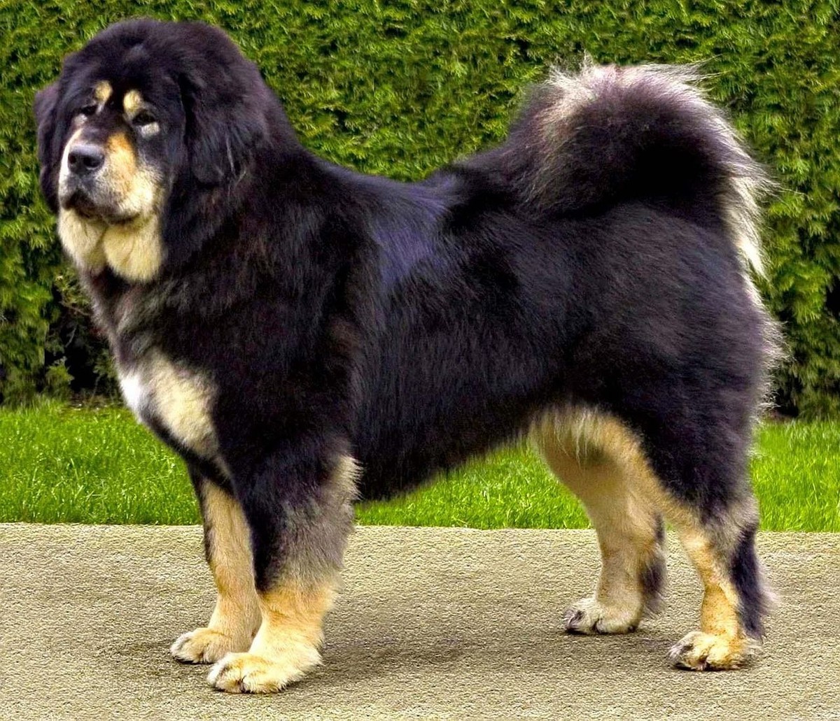 Tibetan Mastiff photo 1