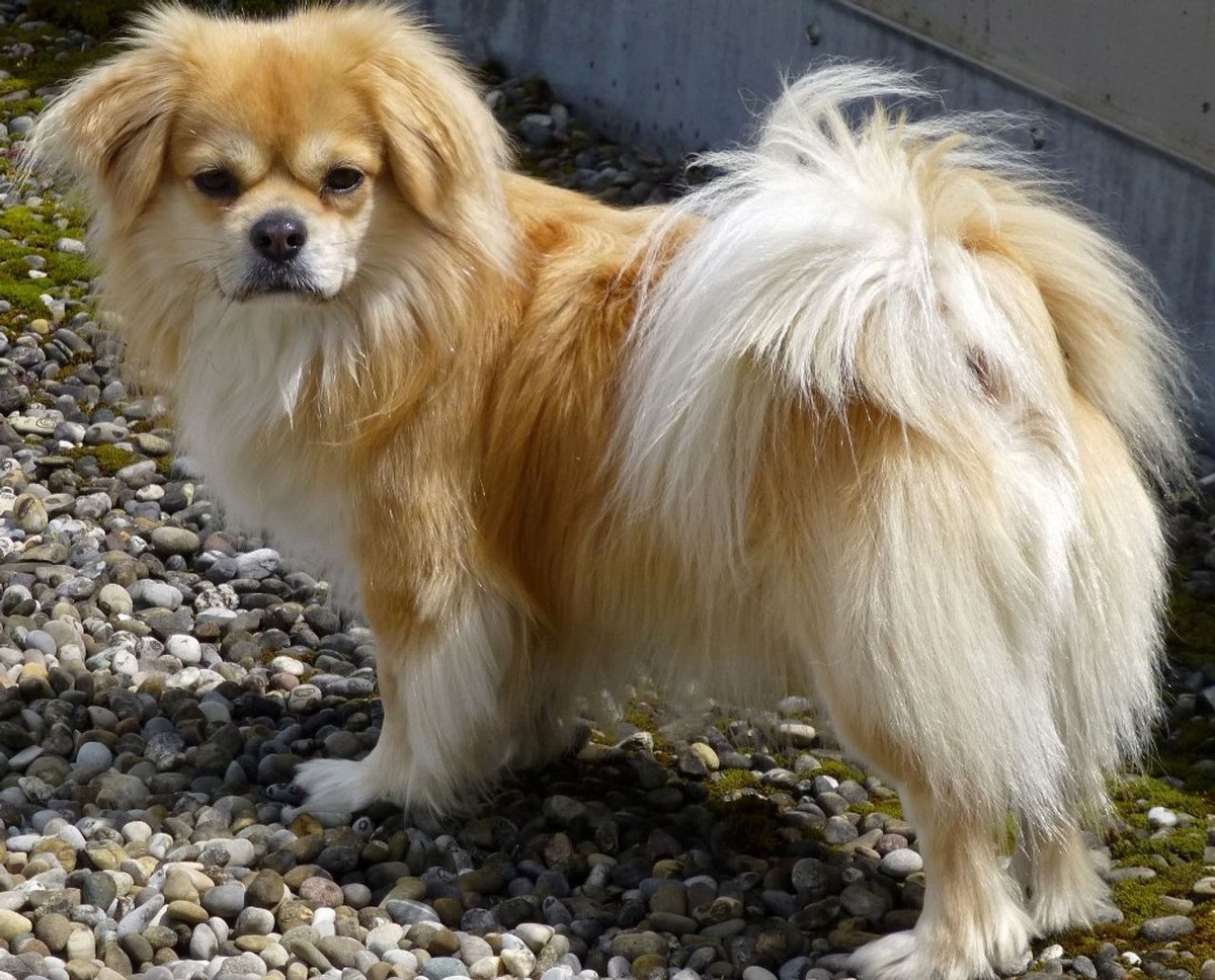 Tibetan Spaniel photo 1