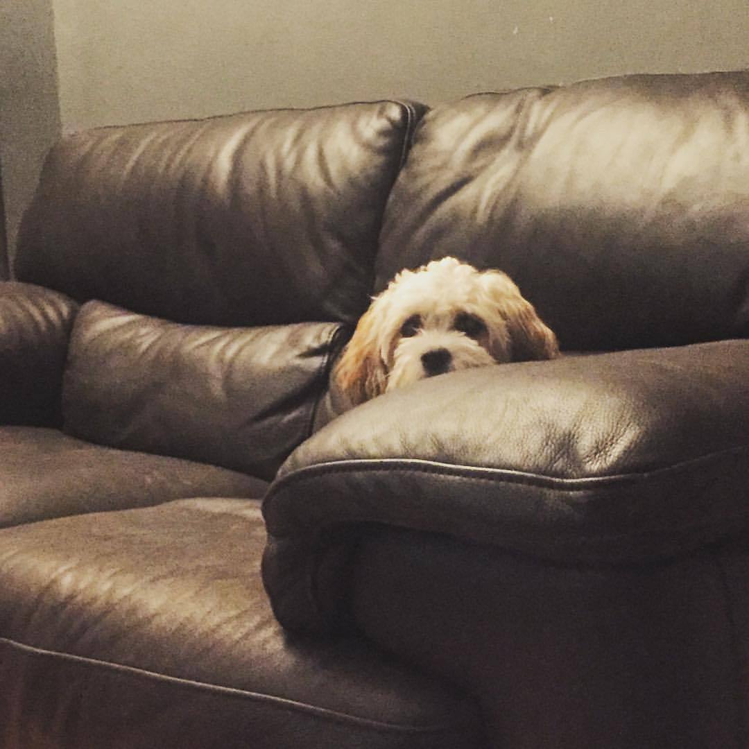 Tibetan Terrier photo 2