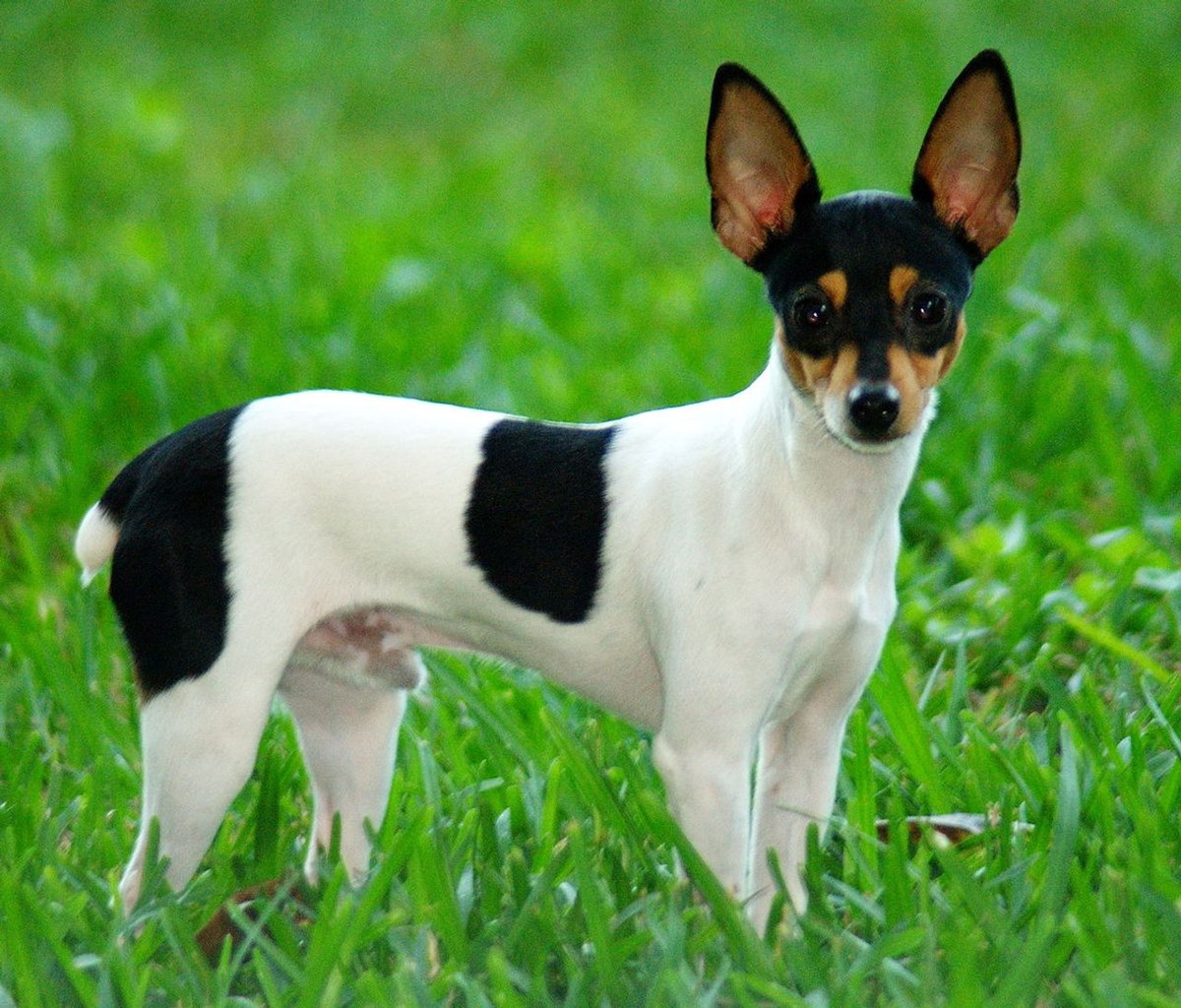 Toy Fox Terrier photo 1