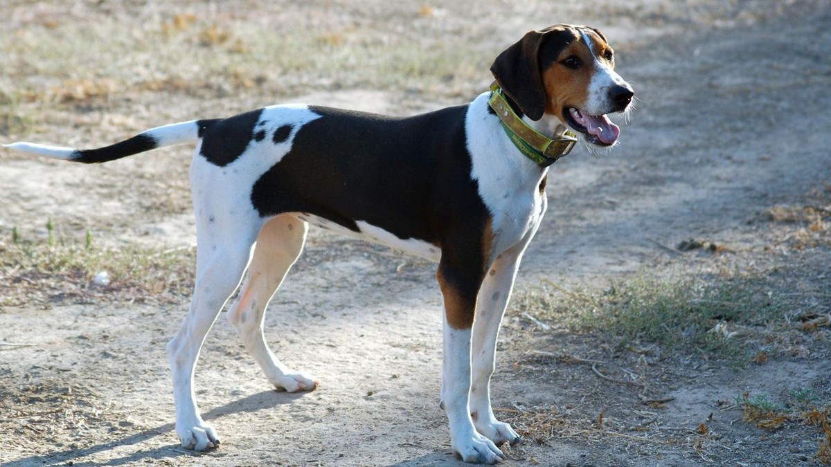 Treeing Walker Coonhound photo 1