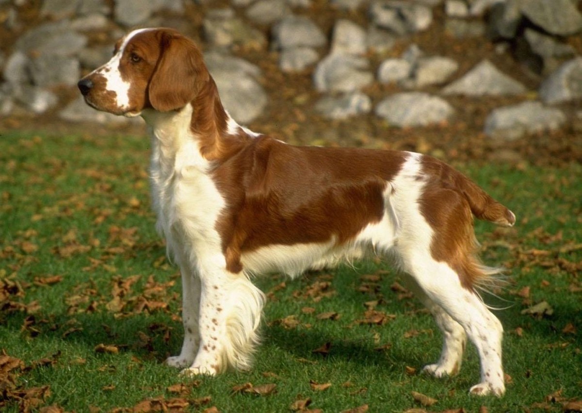 Welsh Springer Spaniel photo 1