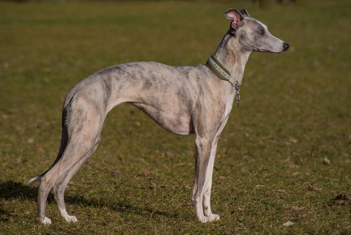 Whippet photo 1