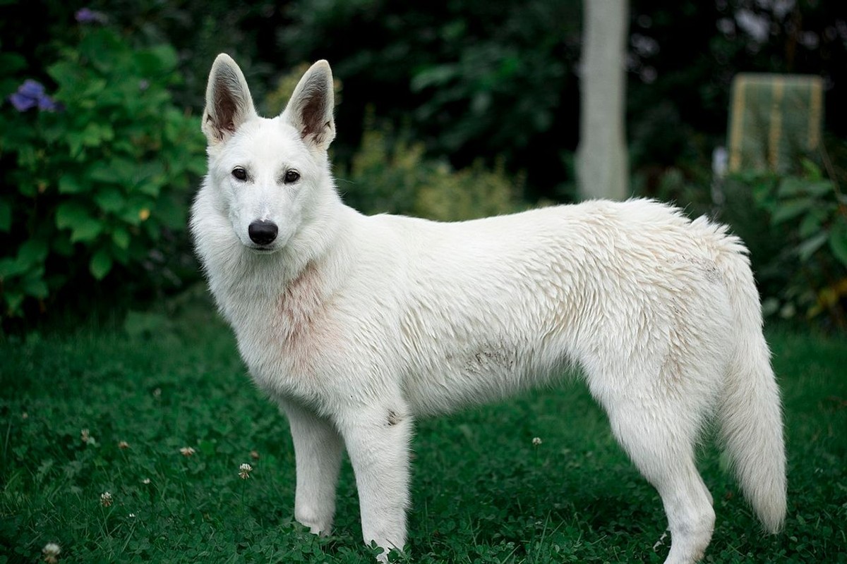 White Shepherd photo 1