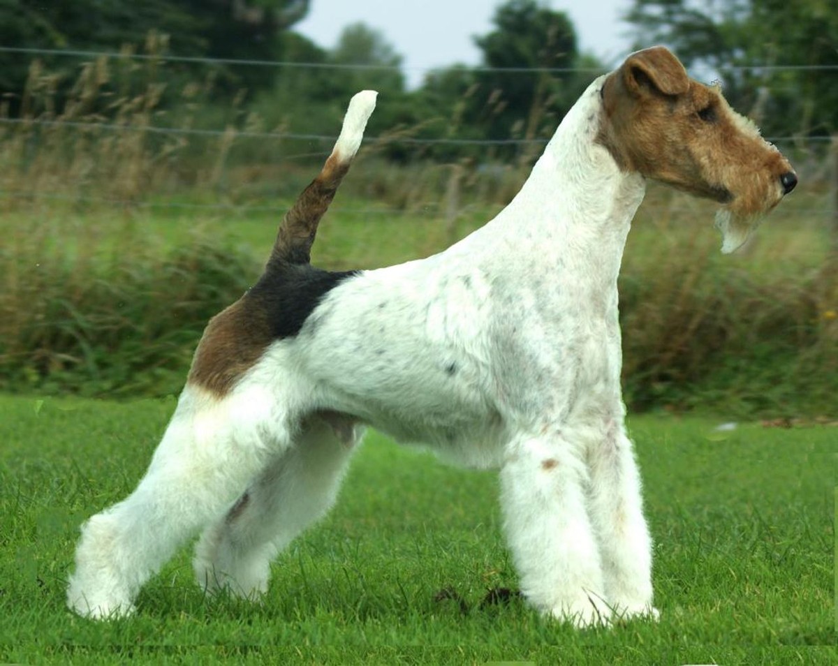 Wire Fox Terrier photo 1