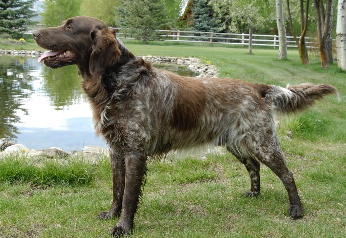 Wirehaired Pointing Griffon photo 1