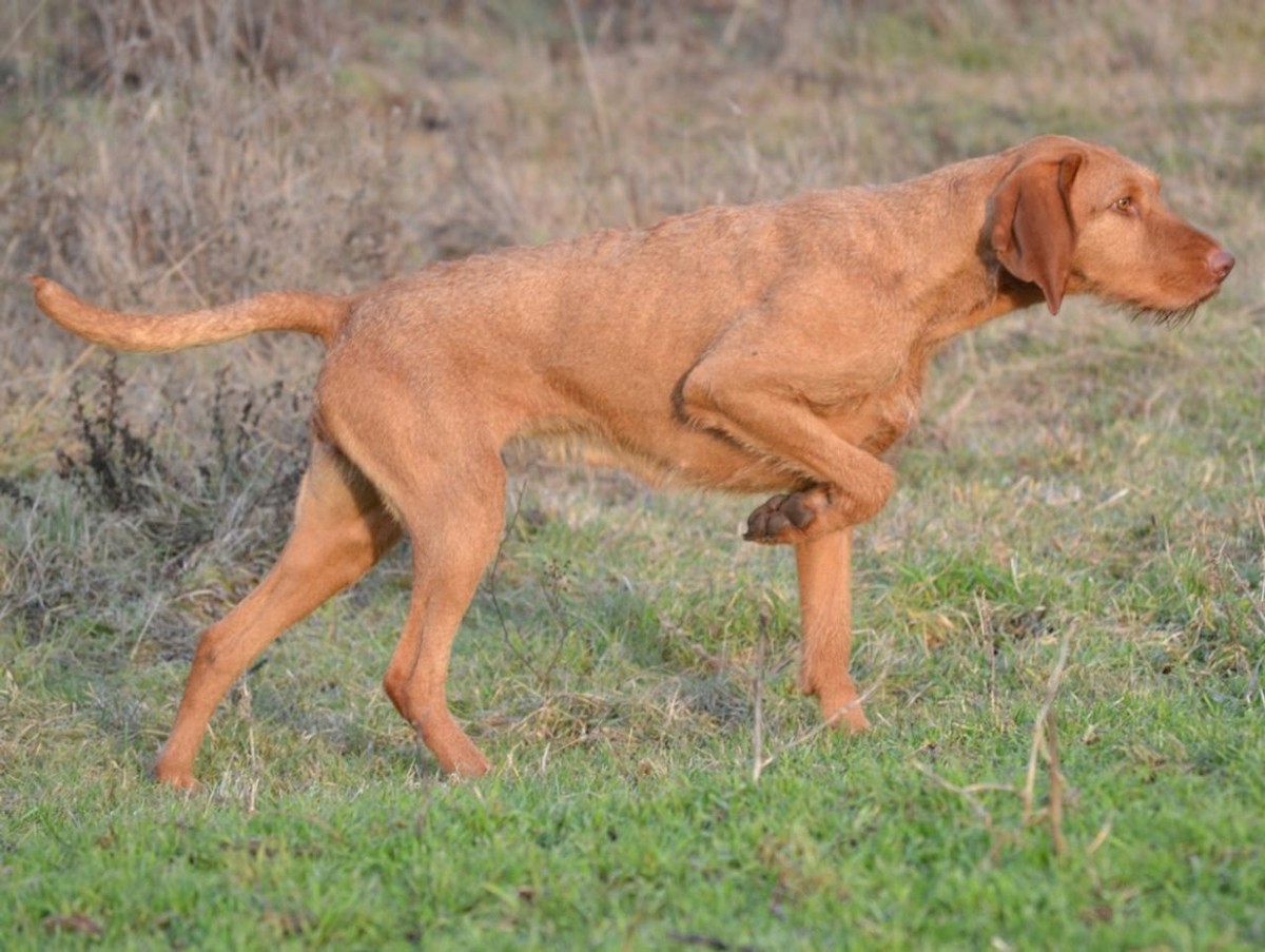 Wirehaired Vizsla photo 1