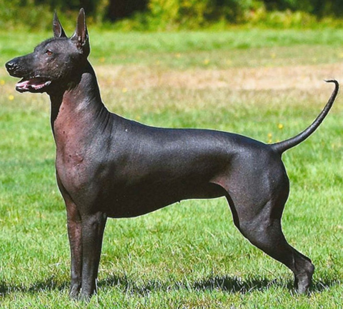 Xoloitzcuintli photo 1