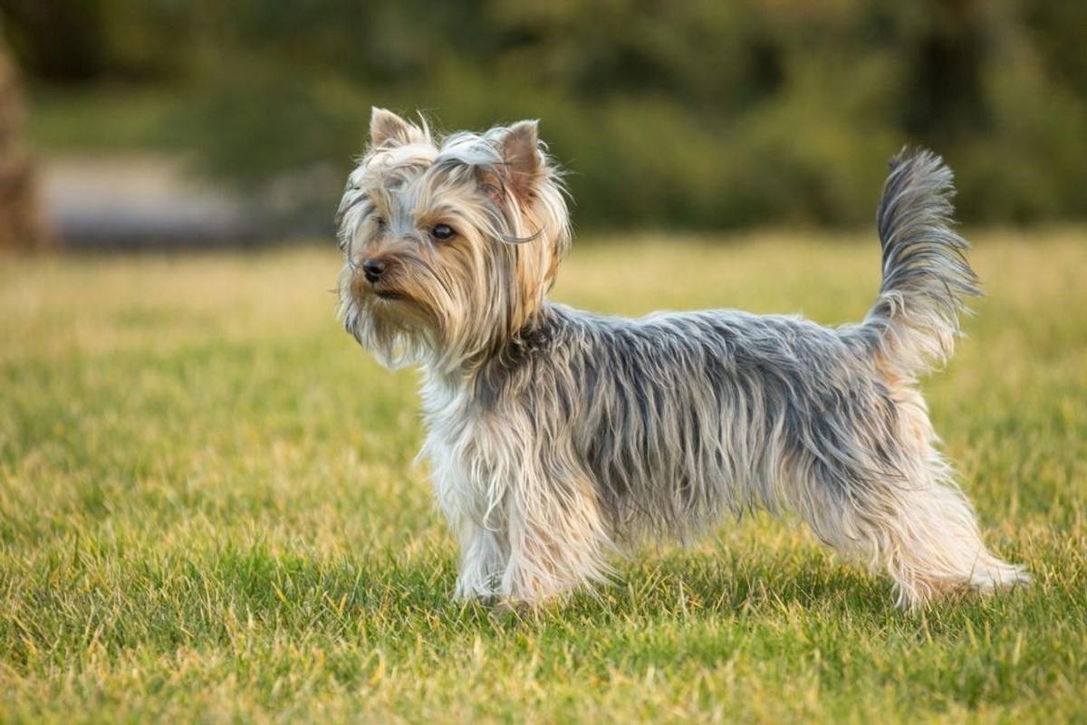 Yorkshire Terrier photo 1